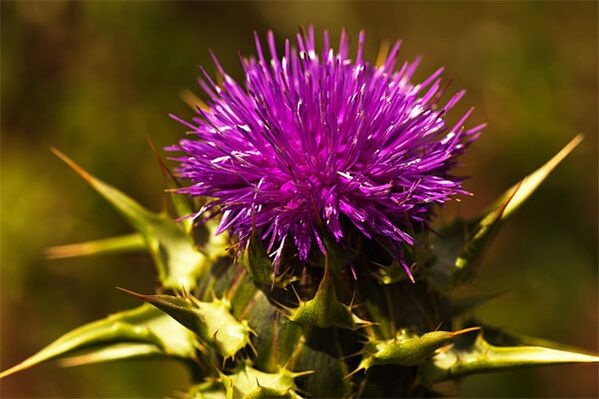 Thistle contributes to the lack of male hormones in the body